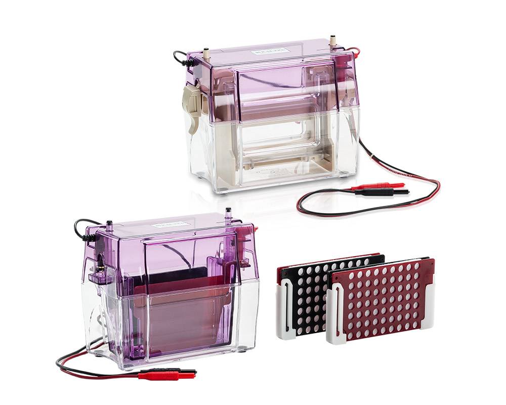 Vertical Electrophoresis