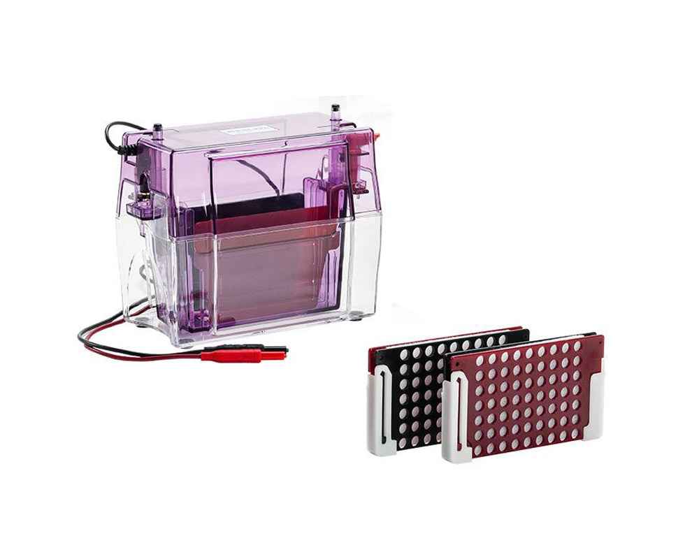 Vertical Electrophoresis